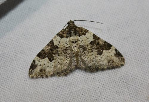 Xanthorhoe fluctuata